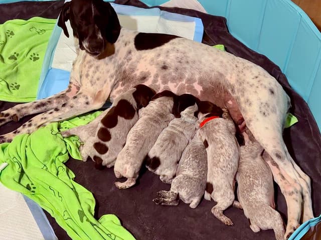 German Shorthaired Pointer Puppies media 3