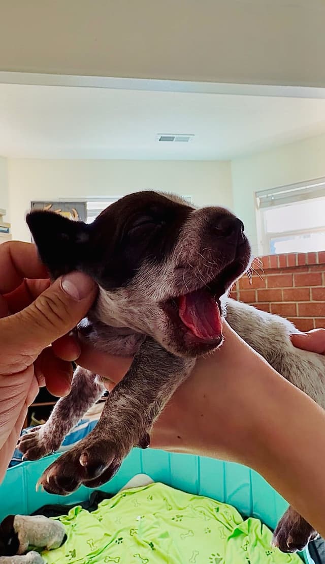German Shorthaired Pointer Puppies media 4