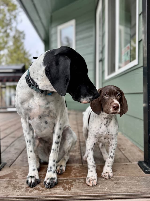 German Shorthaired Pointer Puppies media 5