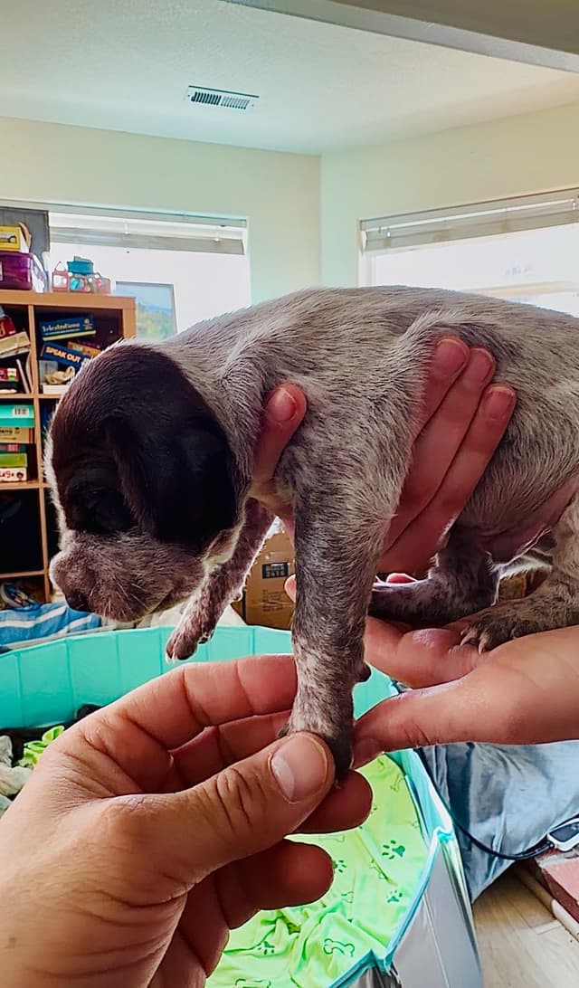 German Shorthaired Pointer Puppies media 6