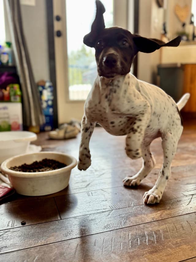 German Shorthaired Pointer Puppies media 8