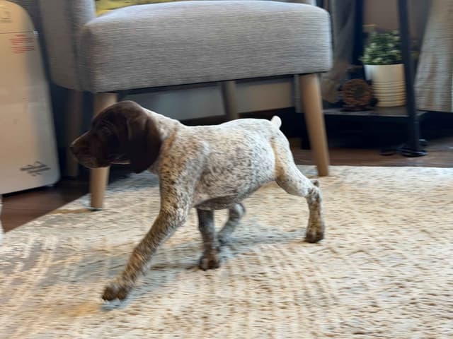 German Shorthaired Pointer Puppies media 9
