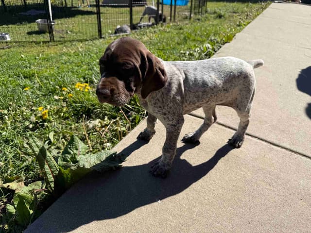 German Shorthaired Pointer Puppies media 10
