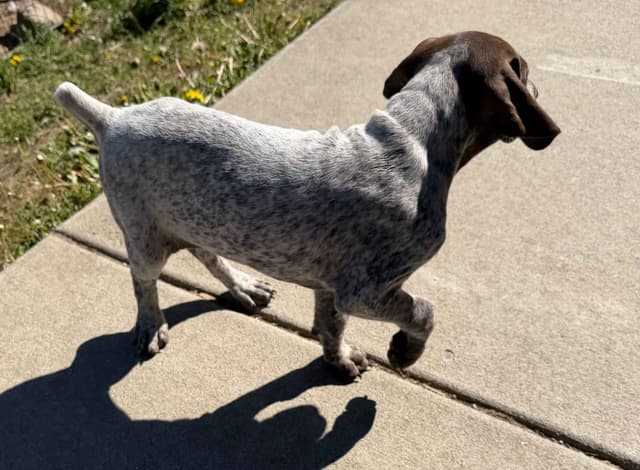 German Shorthaired Pointer Puppies media 11