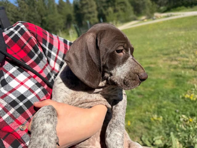 German Shorthaired Pointer Puppies media 13