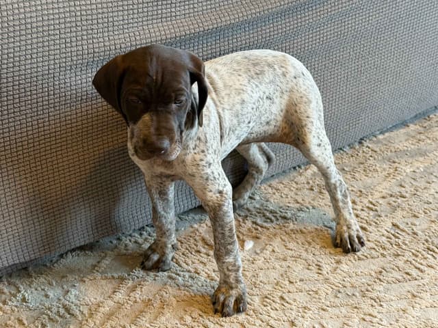 German Shorthaired Pointer Puppies media 14