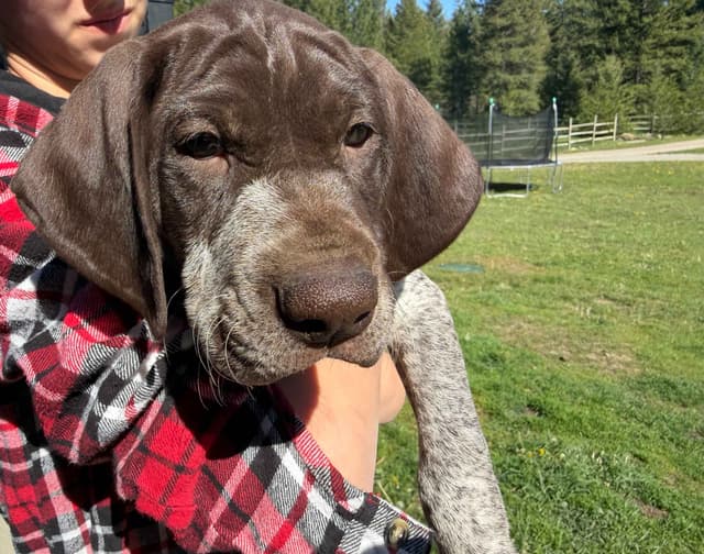 German Shorthaired Pointer Puppies media 15