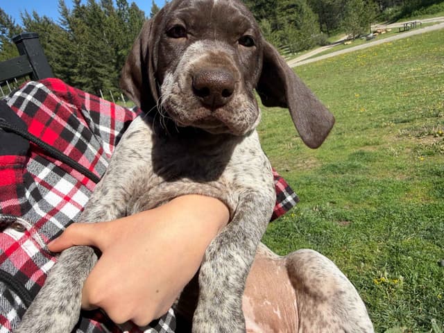 German Shorthaired Pointer Puppies media 16