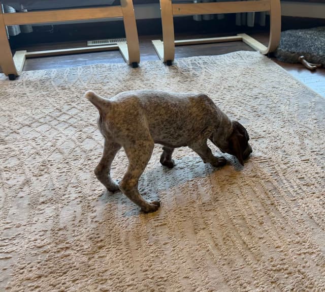 German Shorthaired Pointer Puppies media 17