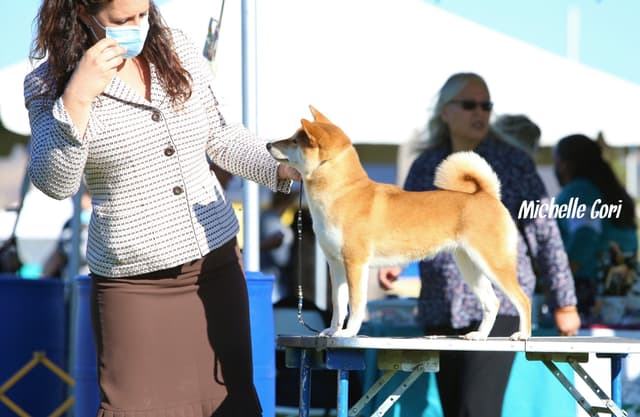 Shiba Inu Puppies media 2