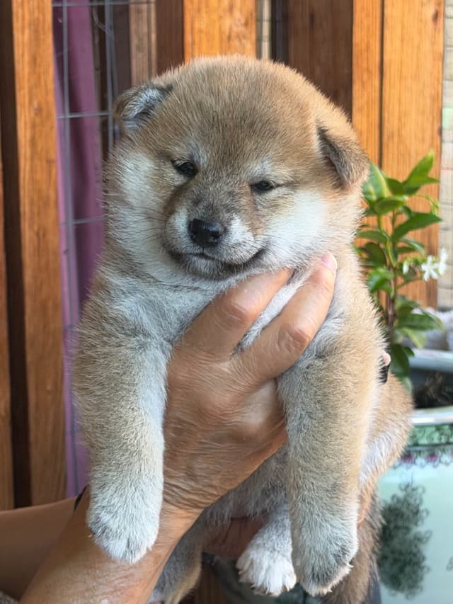 Shiba Inu Puppies media 5