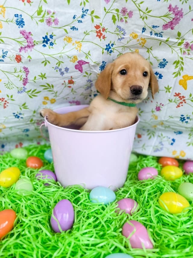 Labrador Retriever Puppies media 2