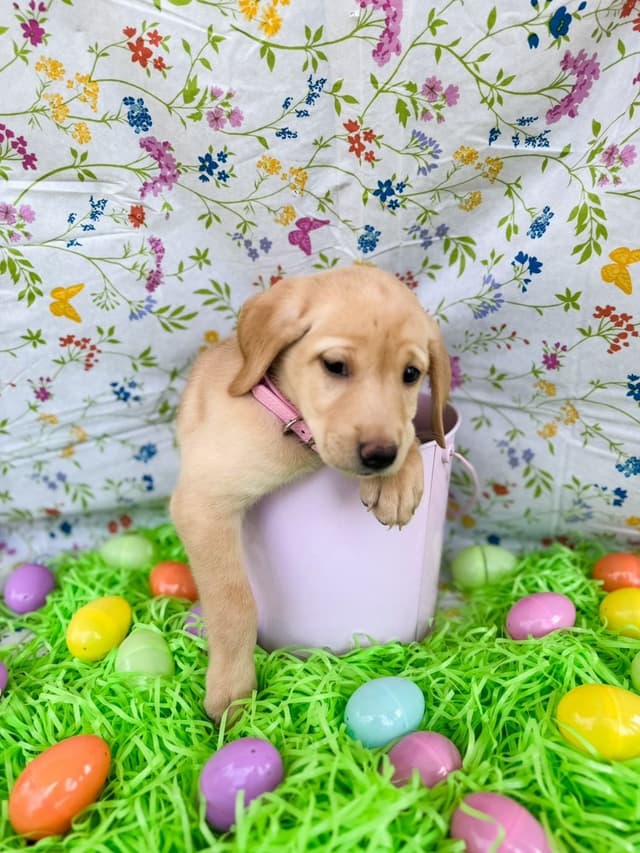 Labrador Retriever Puppies media 3