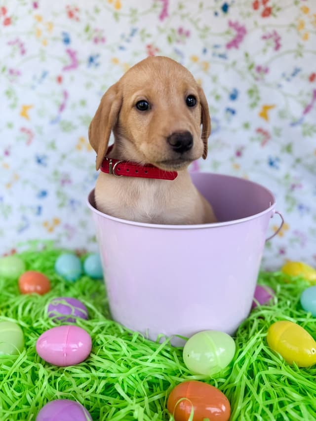 Labrador Retriever Puppies media 4