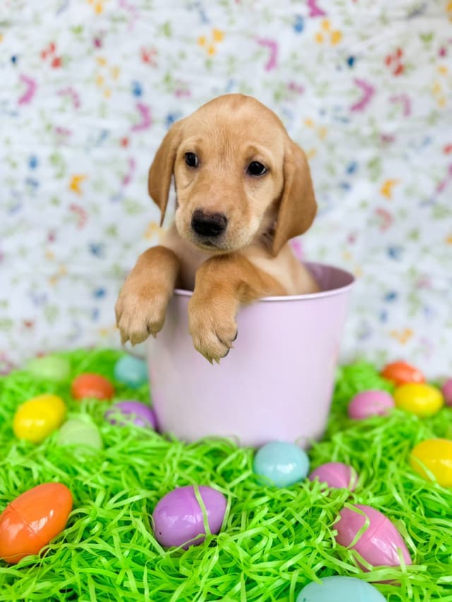 Labrador Retriever Puppies media 5