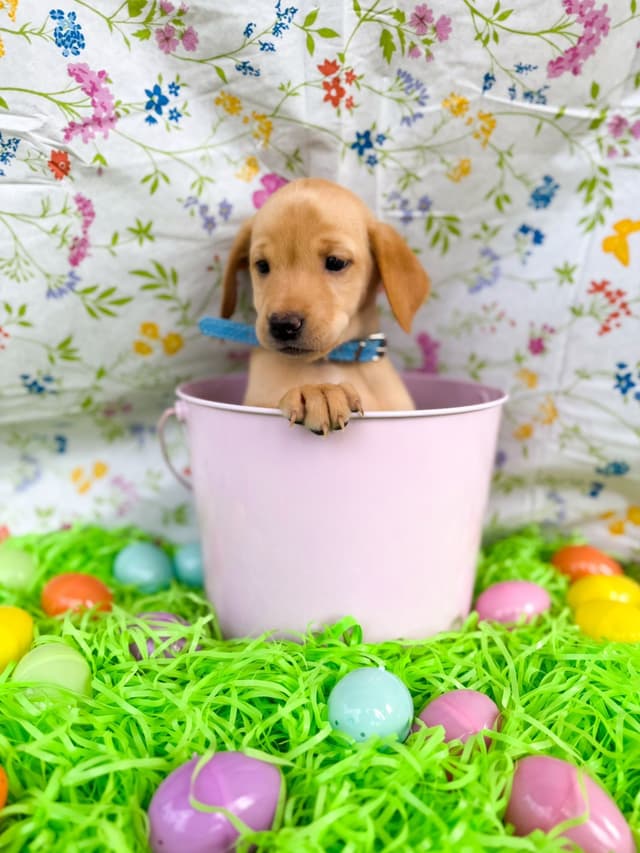 Labrador Retriever Puppies media 6