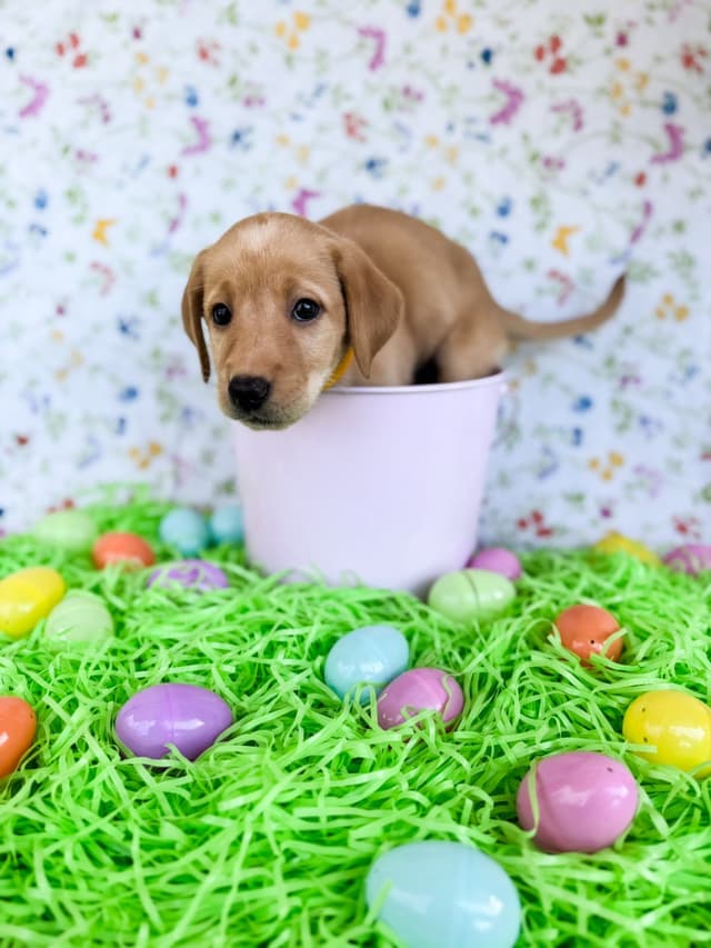 Labrador Retriever Puppies media 7