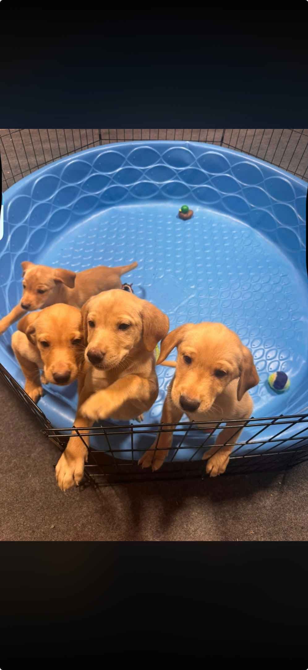 Labrador Retriever Puppies breeder image 1