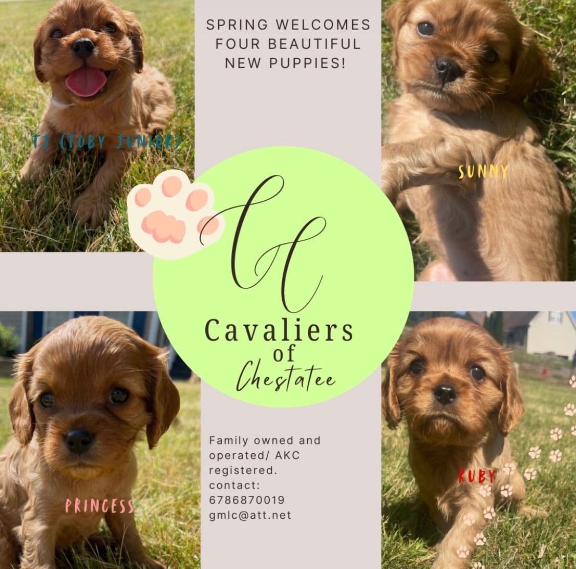 Cavalier King Charles Spaniel Puppies breeder image 1