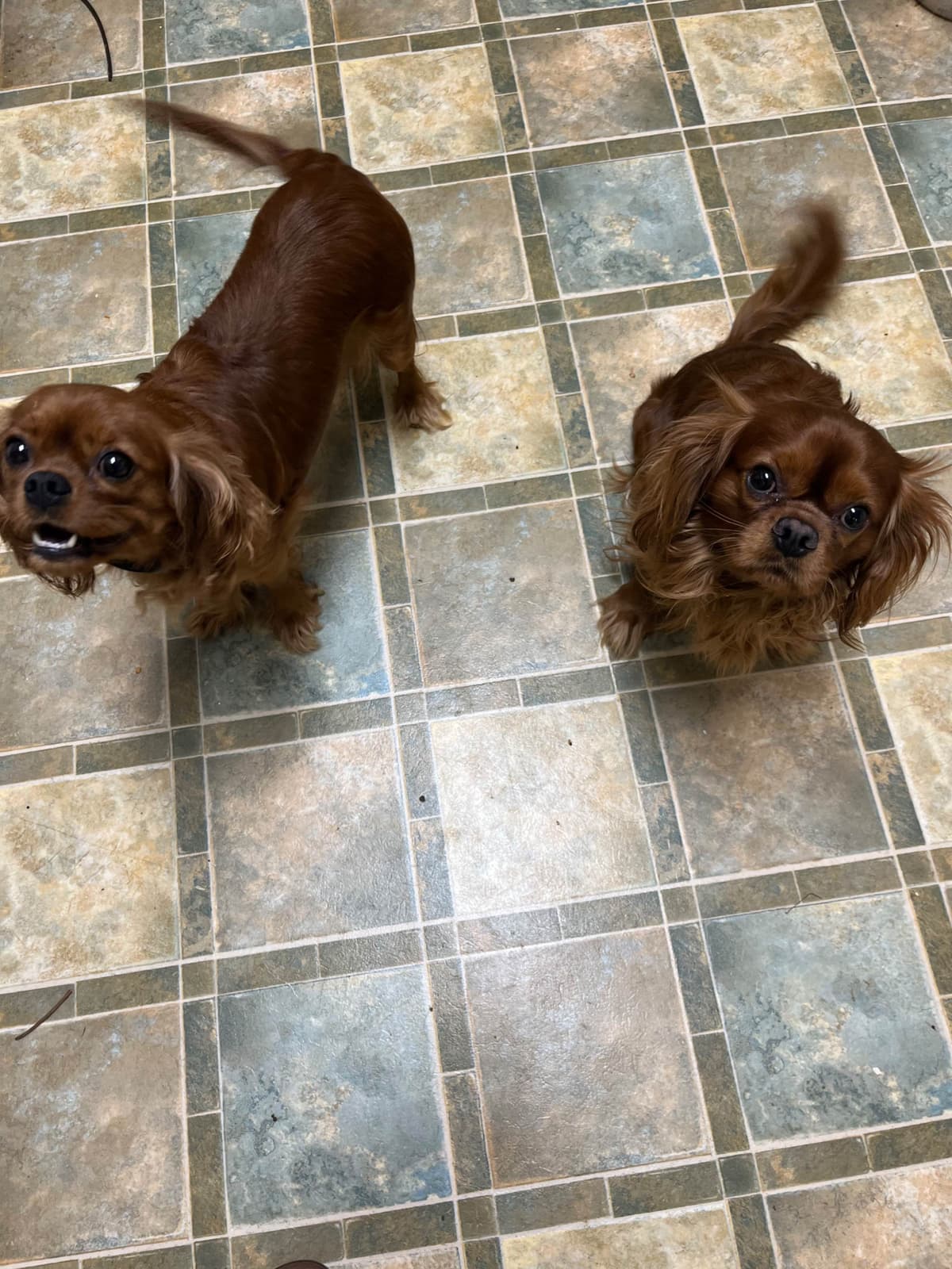 Cavalier King Charles Spaniel Puppies breeder image 2