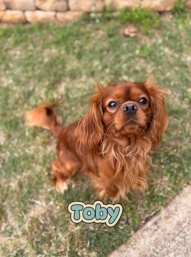 Cavalier King Charles Spaniel Puppies media 3