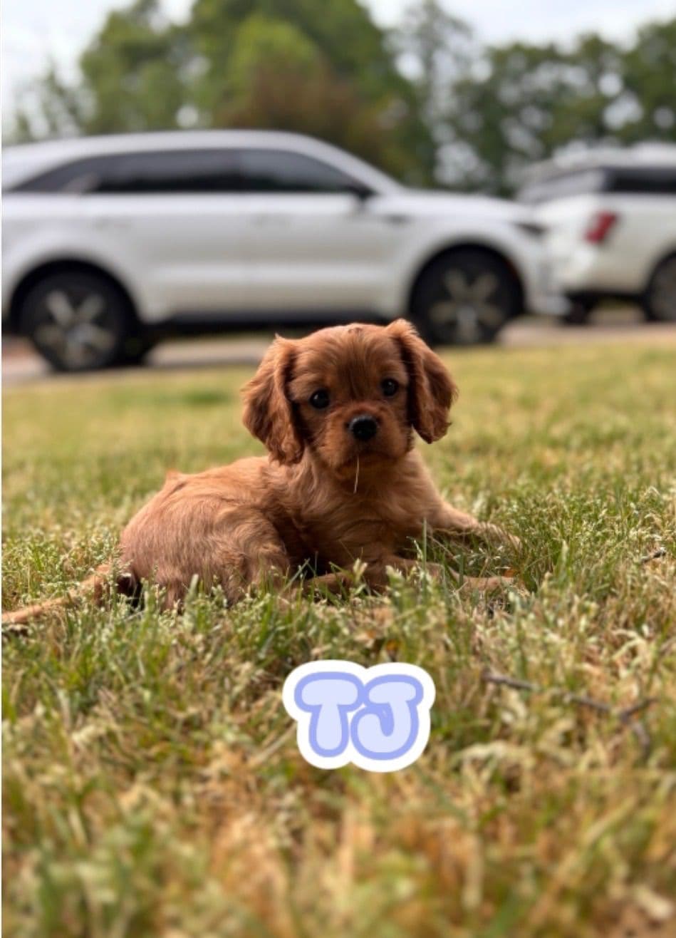 Cavalier King Charles Spaniel Puppies breeder image 4