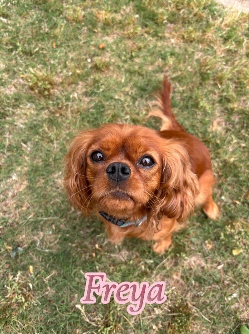 Cavalier King Charles Spaniel Puppies breeder image 5