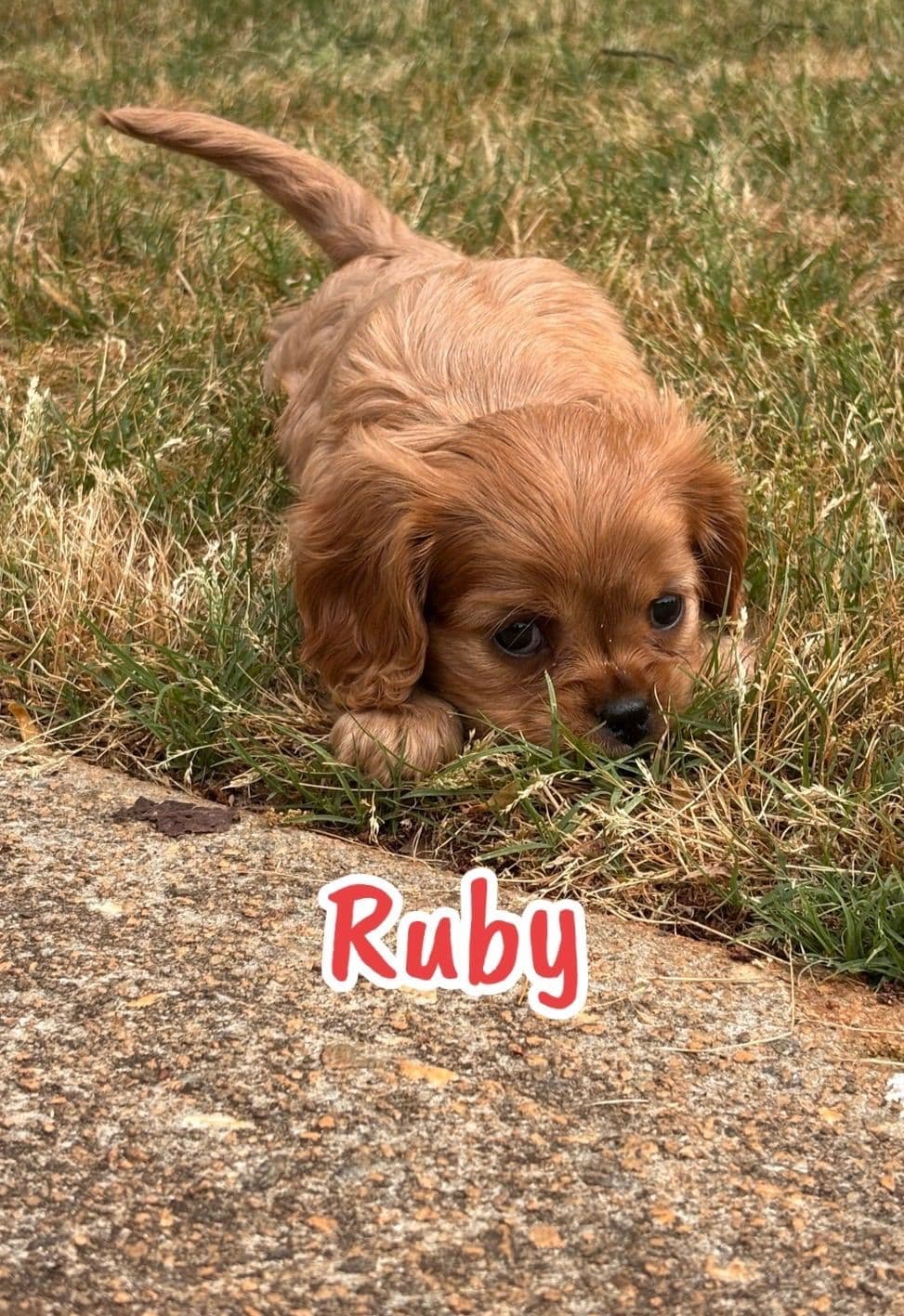 Cavalier King Charles Spaniel Puppies breeder image 7