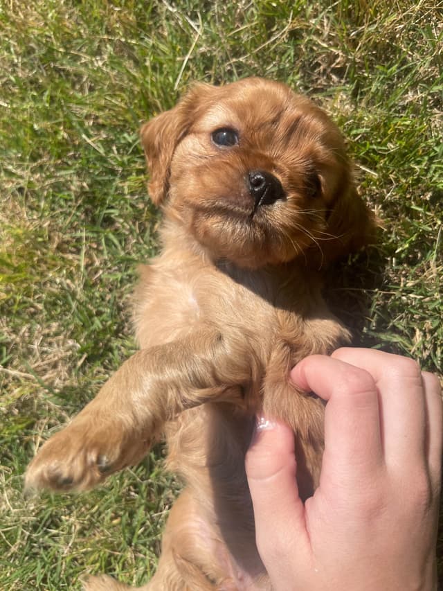 Cavalier King Charles Spaniel Puppies media 4