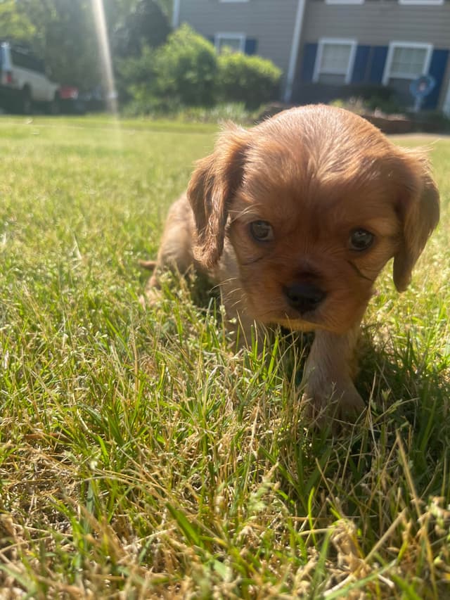 Cavalier King Charles Spaniel Puppies media 5