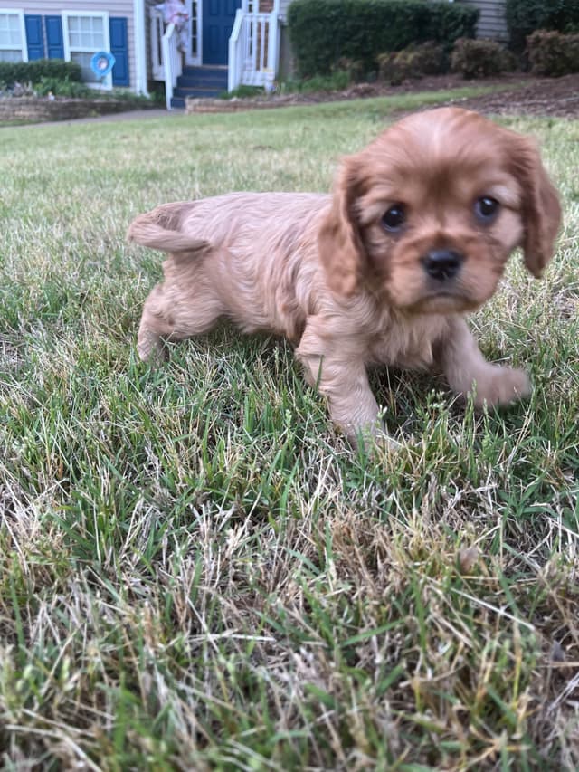 Cavalier King Charles Spaniel Puppies media 6