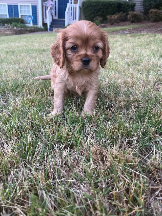 Cavalier King Charles Spaniel Puppies media 8