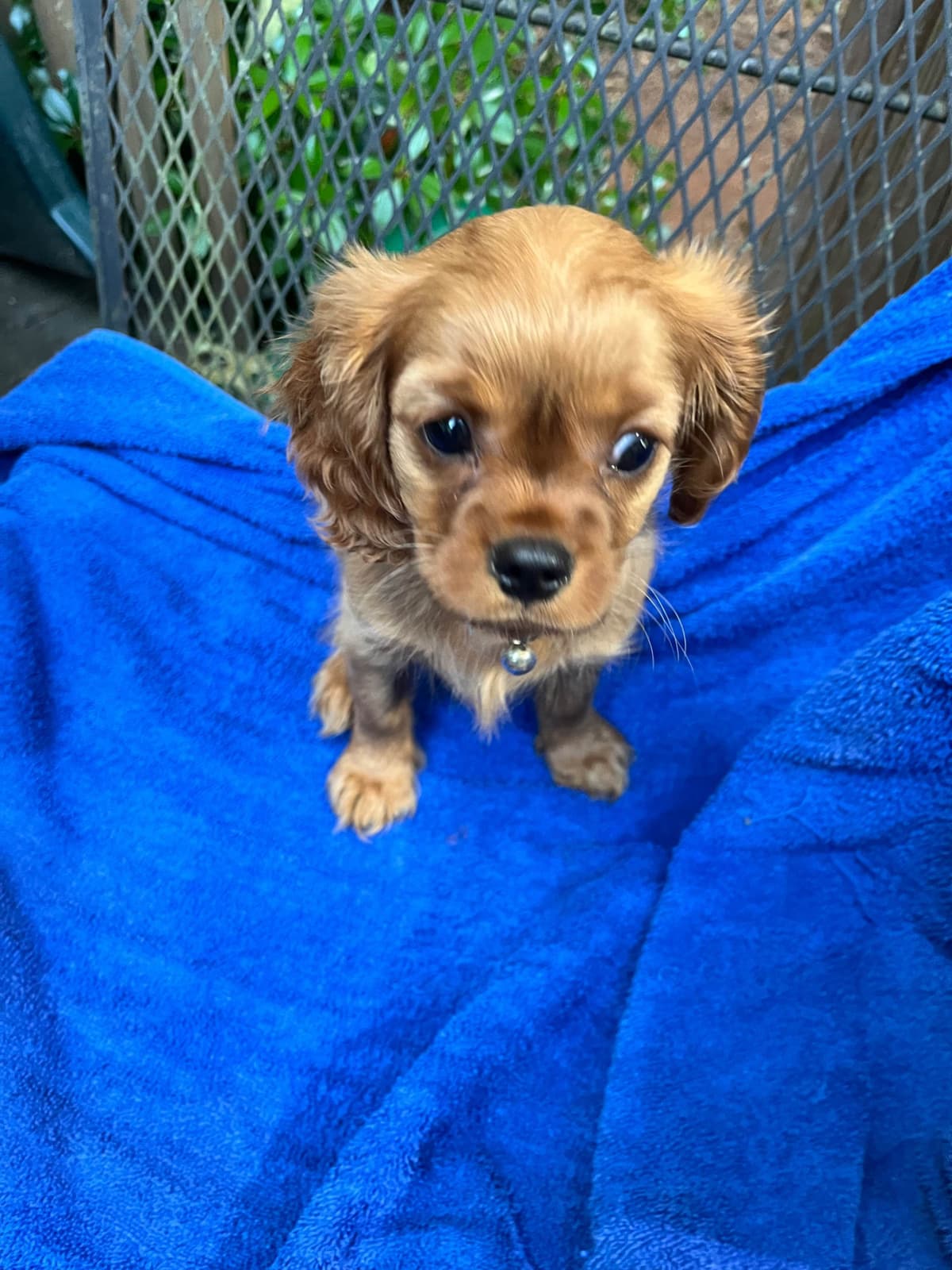 Cavalier King Charles Spaniel Puppies breeder image 8
