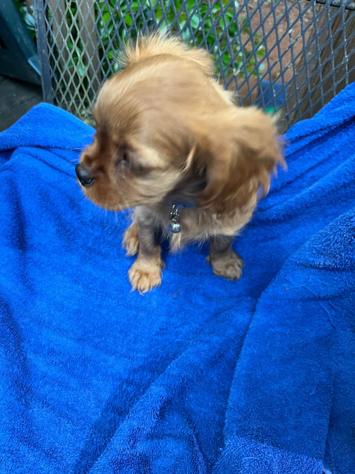 Cavalier King Charles Spaniel Puppies breeder image 9