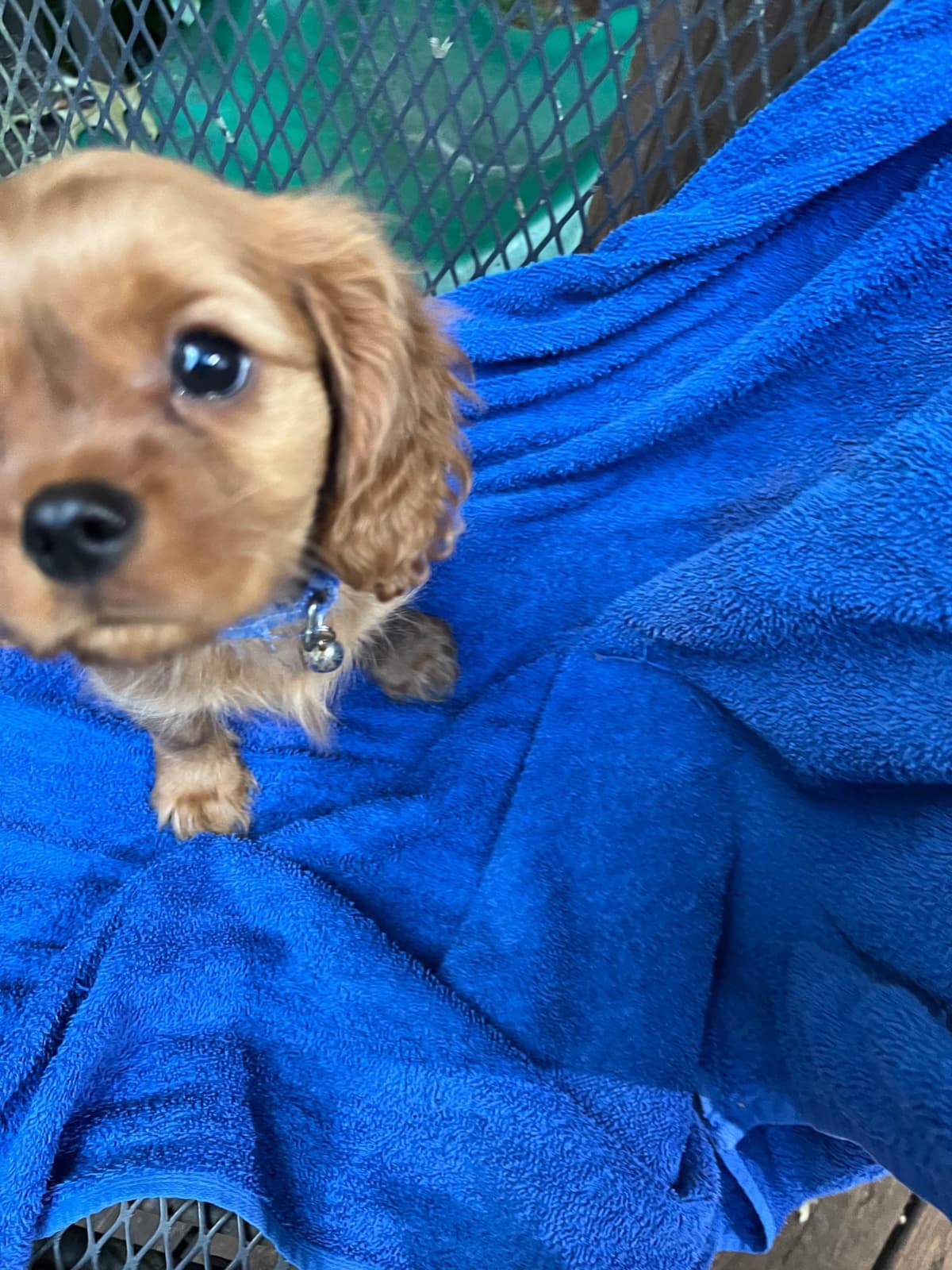 Cavalier King Charles Spaniel Puppies breeder image 11