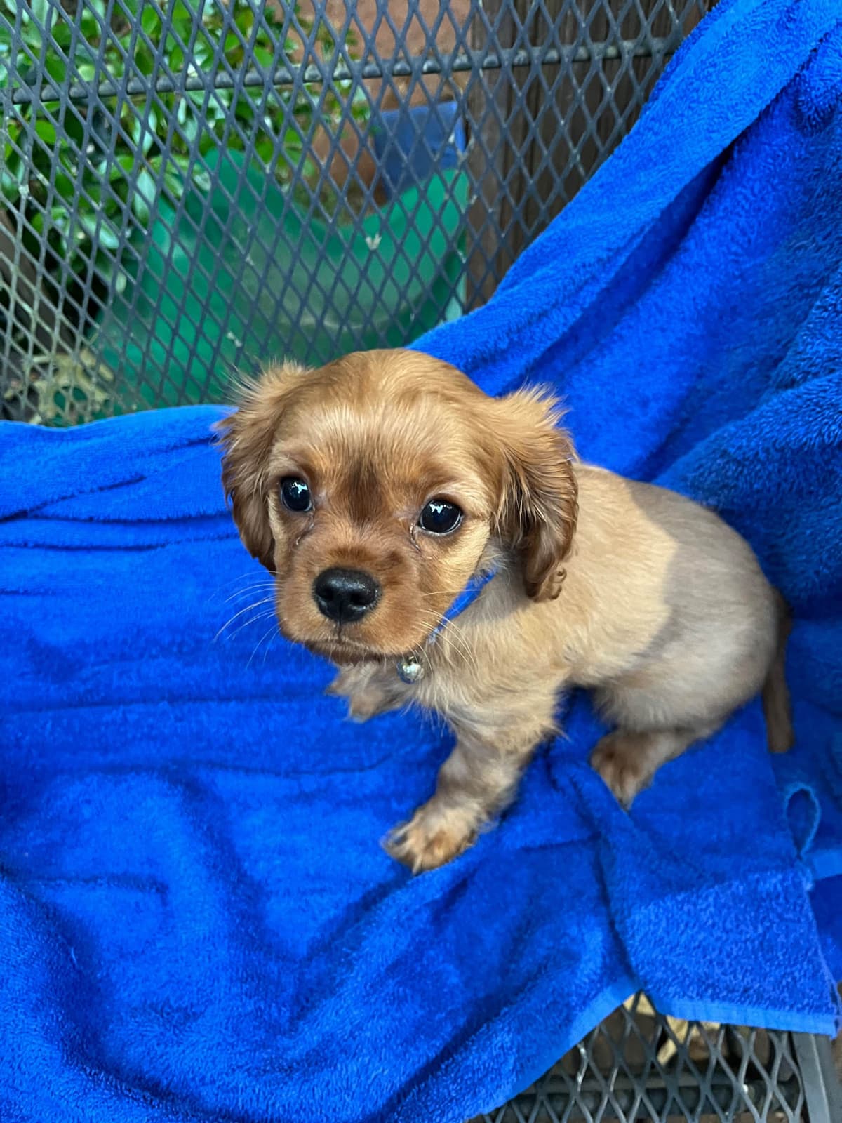 Cavalier King Charles Spaniel Puppies breeder image 10