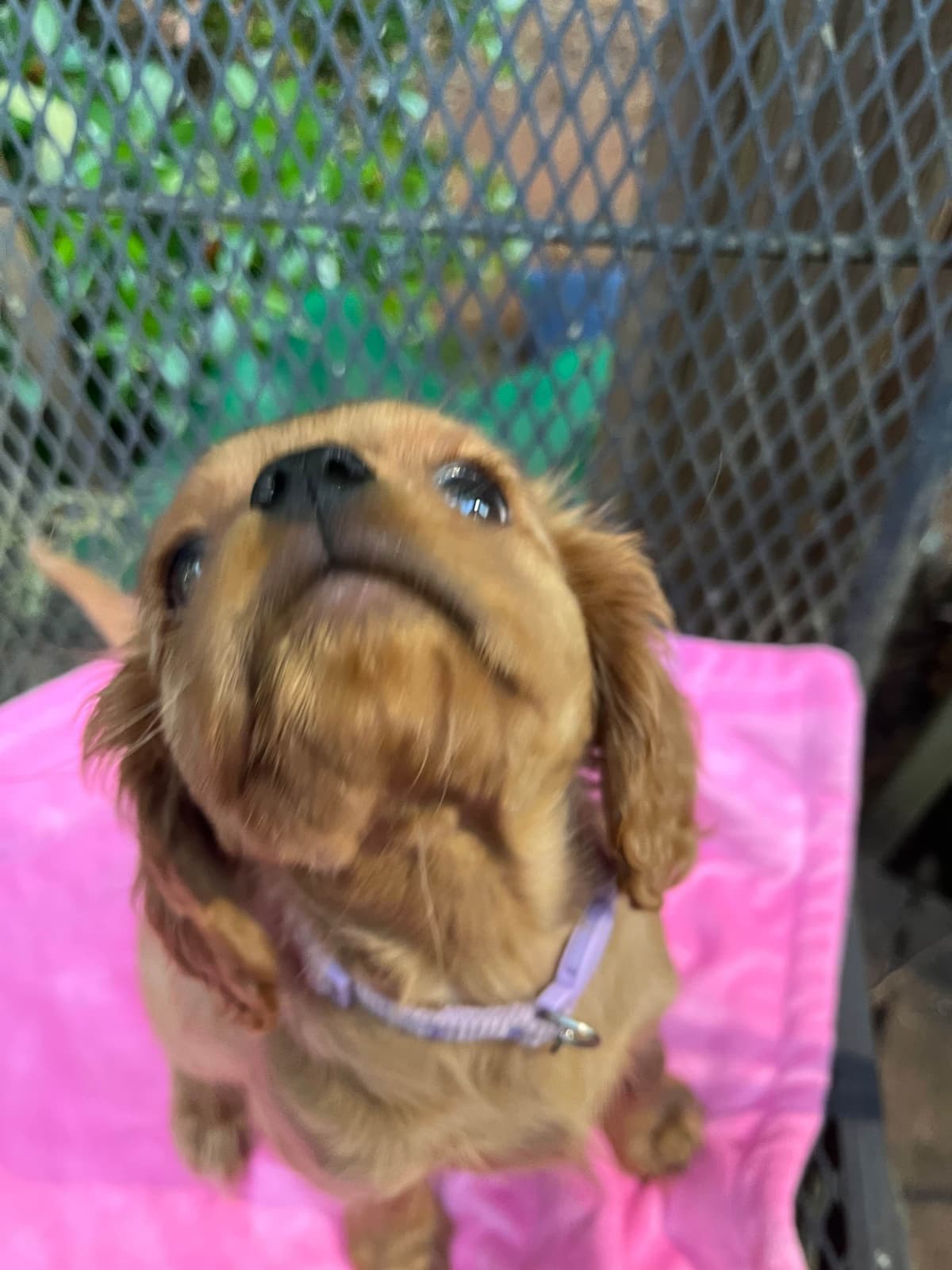 Cavalier King Charles Spaniel Puppies breeder image 12