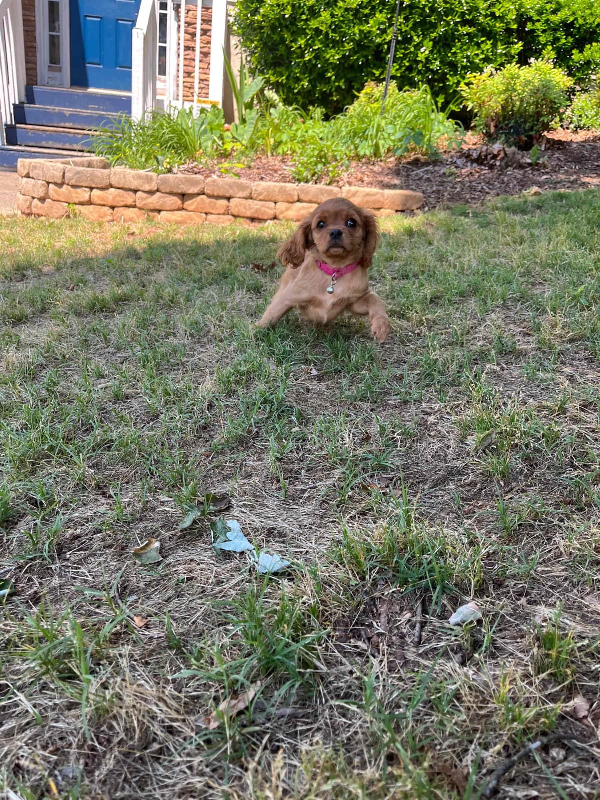 Cavalier King Charles Spaniel Puppies breeder image 16