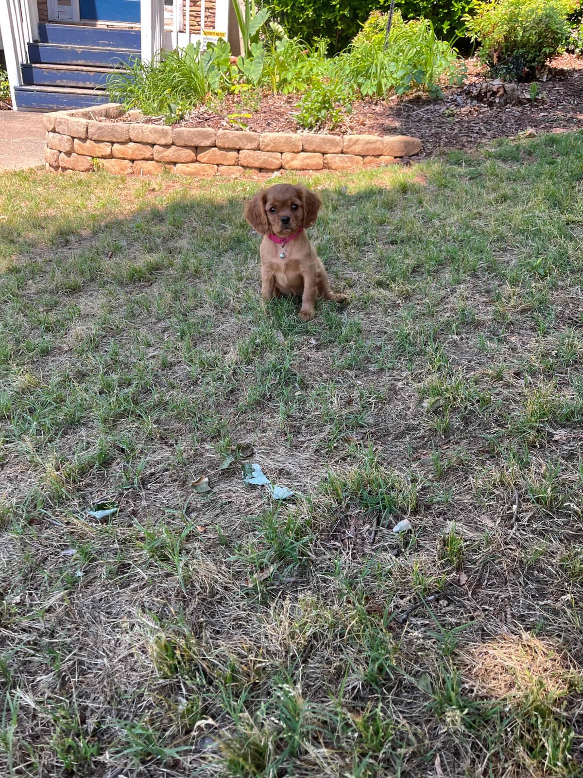 Cavalier King Charles Spaniel Puppies breeder image 18