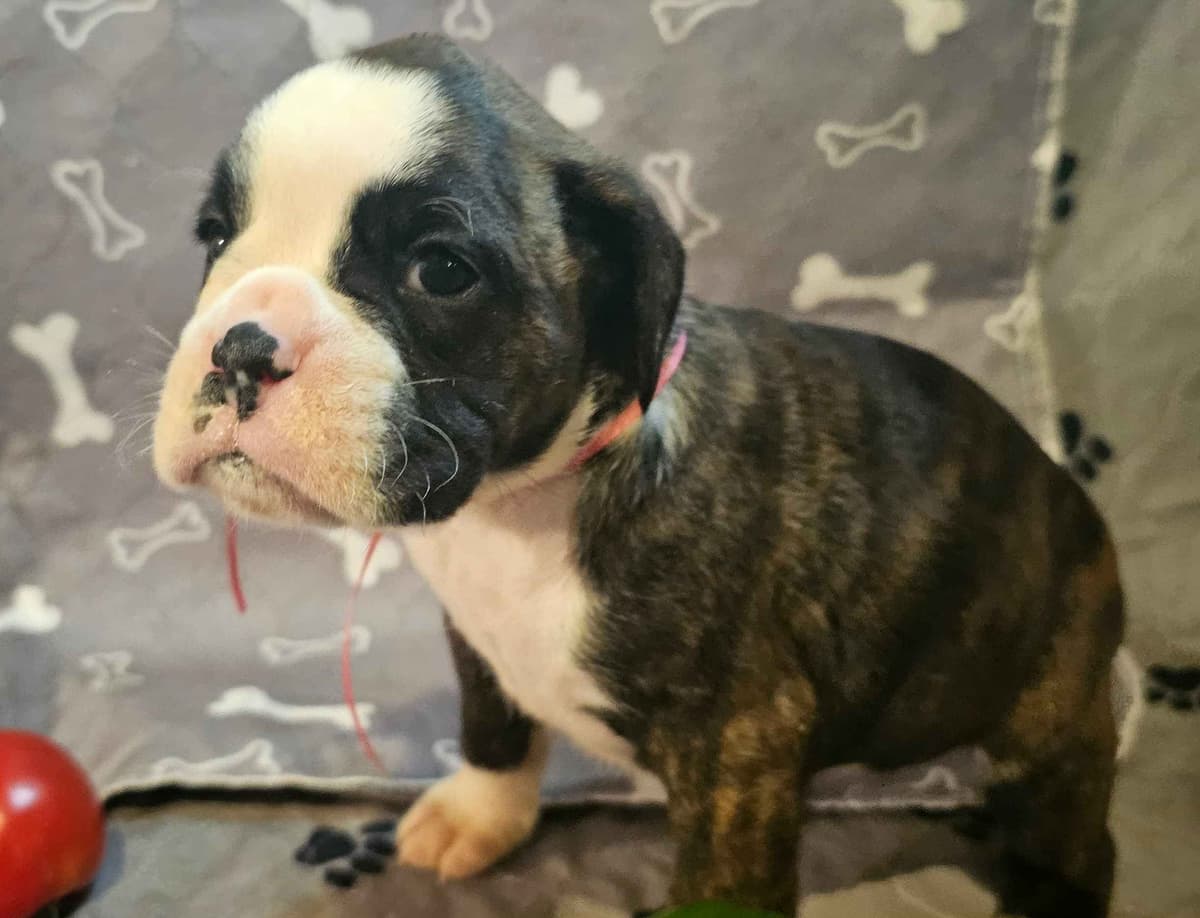 Boxer Puppies breeder image 1