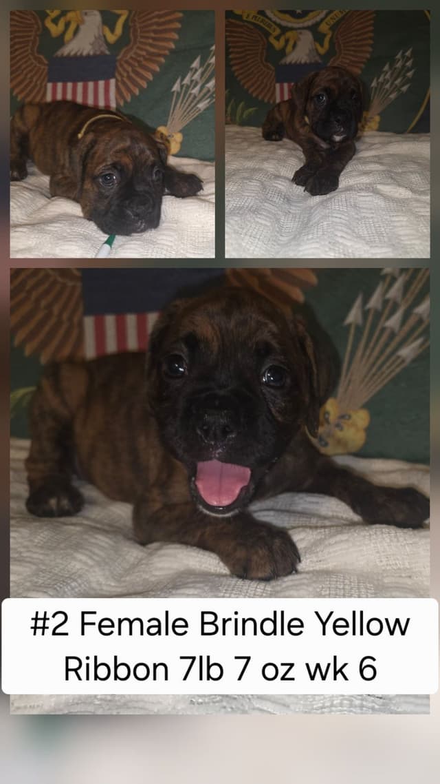 Boxer Puppies media 2