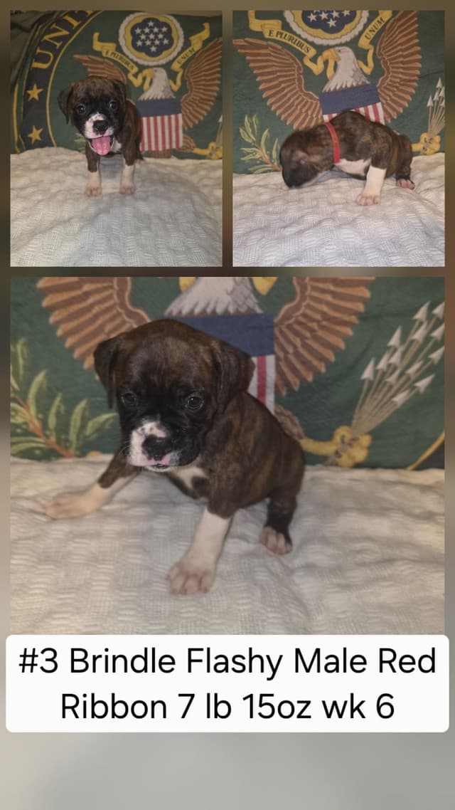 Boxer Puppies media 3