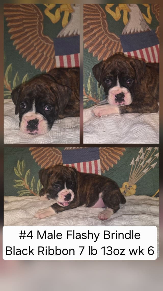 Boxer Puppies media 4