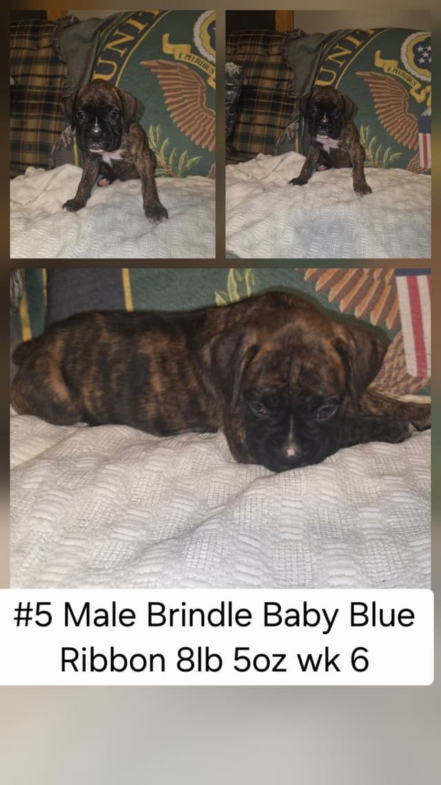 Boxer Puppies media 5