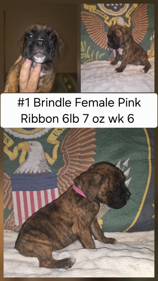 Boxer Puppies media 6