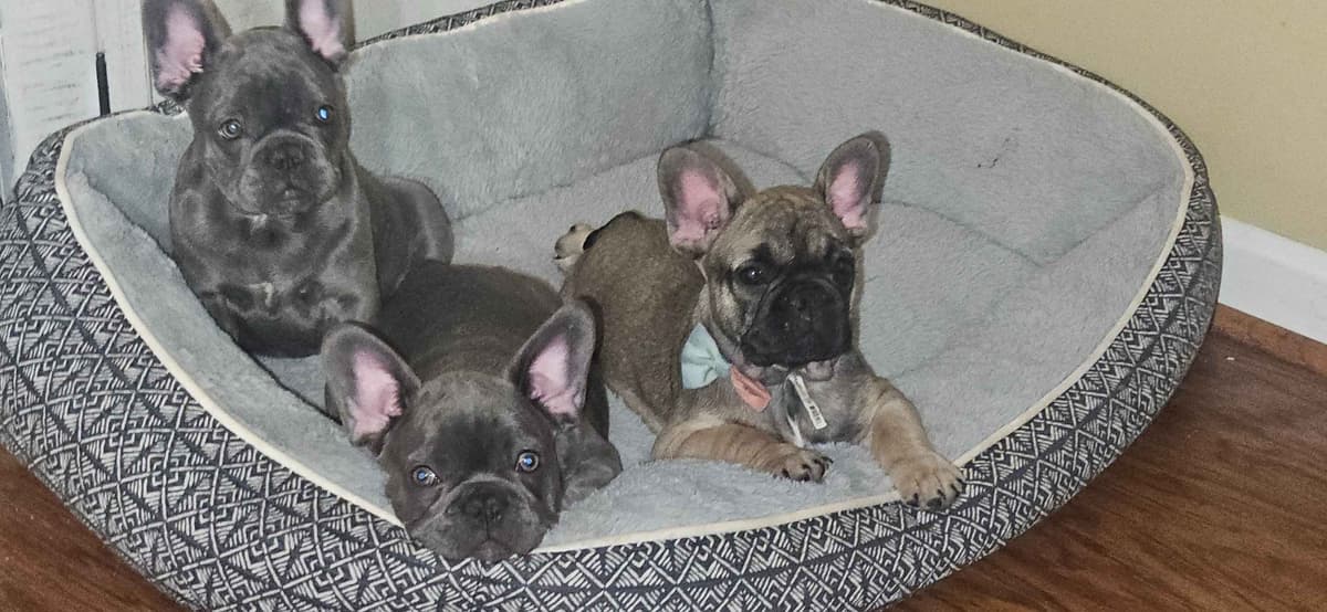 French Bulldog Puppies breeder image 1