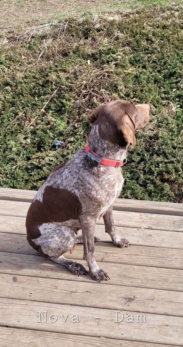 German Shorthaired Pointer Male media 2