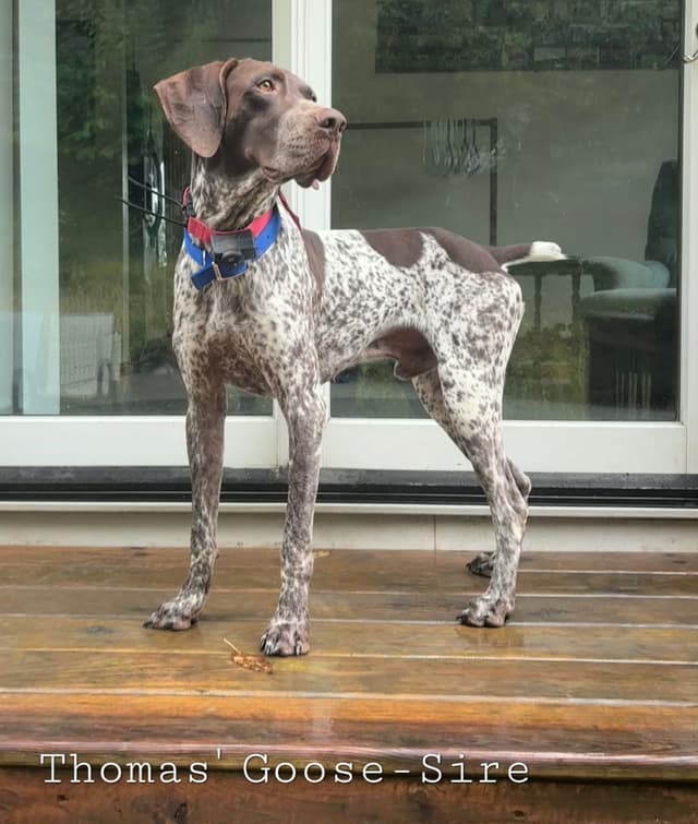 German Shorthaired Pointer Male media 3