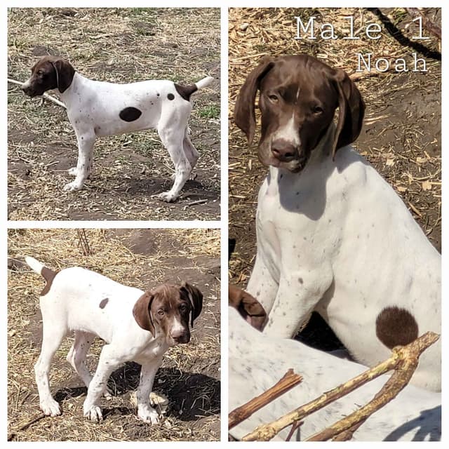 German Shorthaired Pointer Male media 4