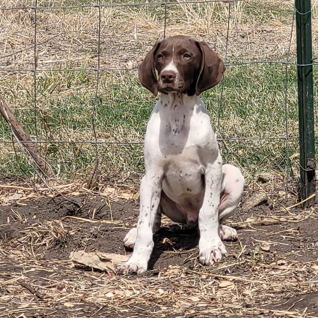 German Shorthaired Pointer Male media 5